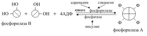 Переваривание и всасывание углеводов - student2.ru