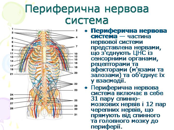 Периферична нервова система - student2.ru