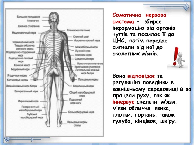 Периферична нервова система - student2.ru