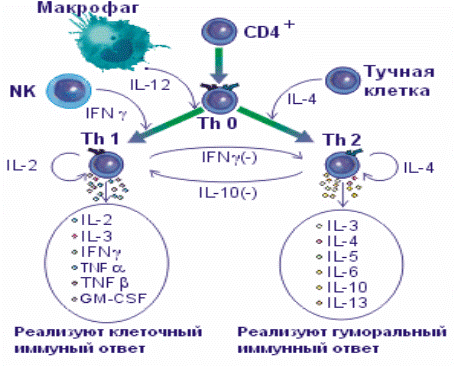 Перспективы и проблемы цитокиновой - антицитокиновой терапии - student2.ru