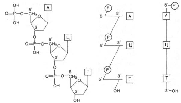 Первичная и вторичная структура ДНК. - student2.ru