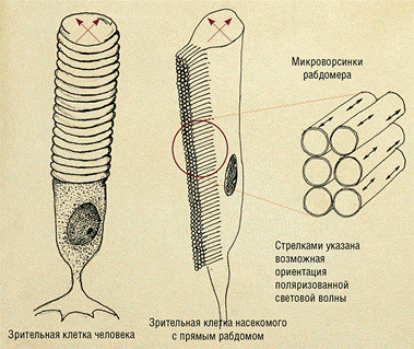 Первичночувствующие клетки - student2.ru