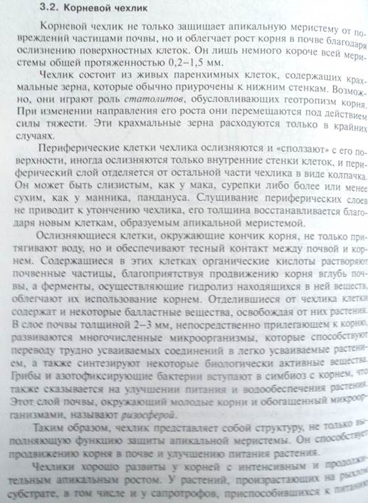 Первичное строение корня. Топографические зоны, их роль в деятельности корня. - student2.ru