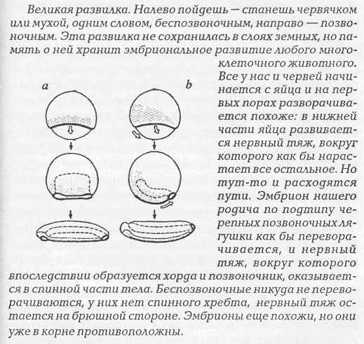 песня о ковалевском и ланцетнике-амфиоксе - student2.ru