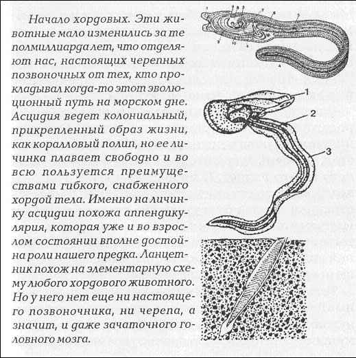 песня о ковалевском и ланцетнике-амфиоксе - student2.ru