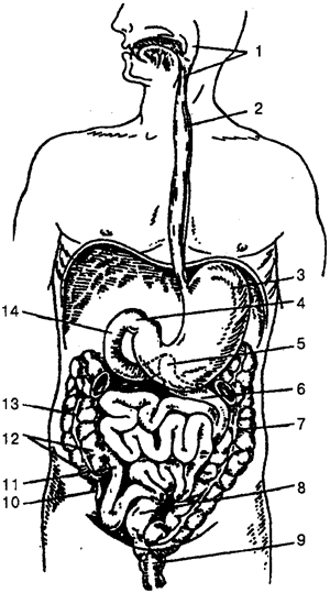 Пищеварительная система. Рис. 75. Схема пищеварительного тракта: - student2.ru
