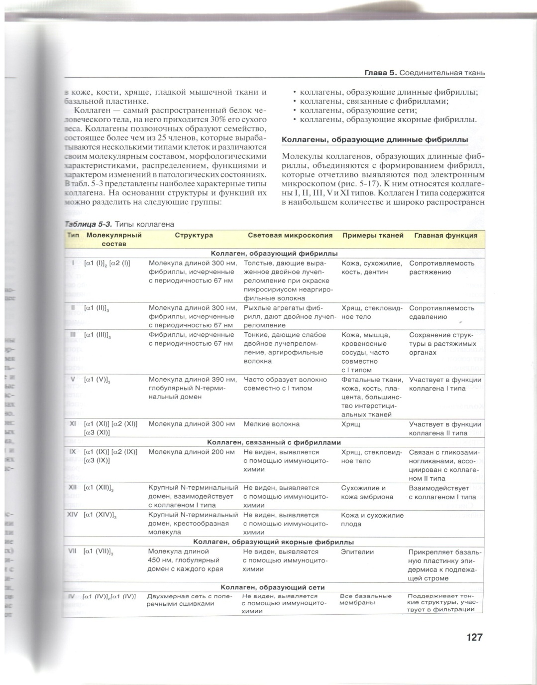 Плотная волокнистая соединительная ткань - student2.ru