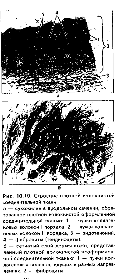 плотная волокнистая соединительная ткань - student2.ru