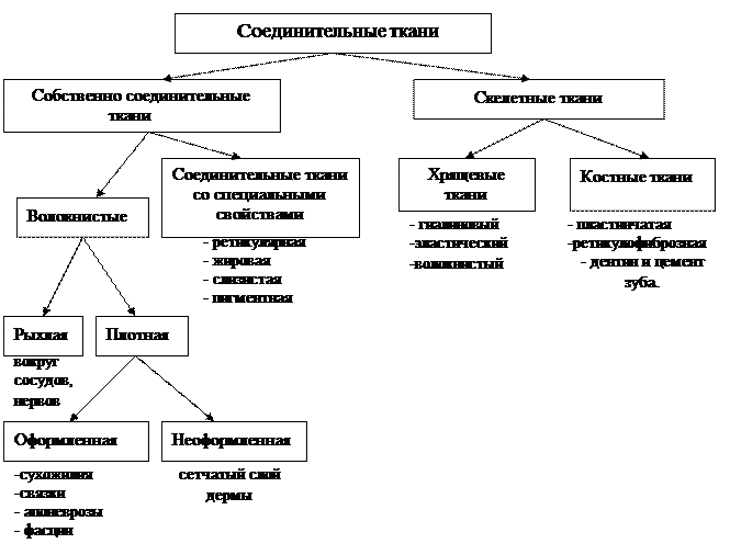 Плотные волокнистые соединительные ткани - student2.ru