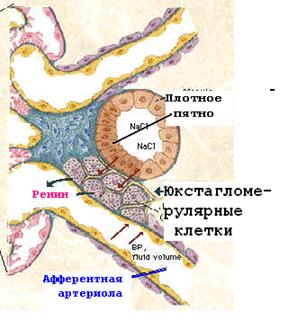 Плотный слой – коллаген IY типа - student2.ru