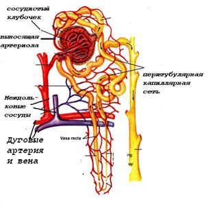 Плотный слой – коллаген IY типа - student2.ru