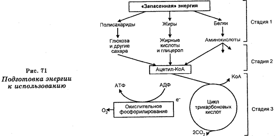 Подготовка энергии к использованию - student2.ru