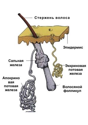 Подкожно-жировая клетчатка (гиподерма) - student2.ru