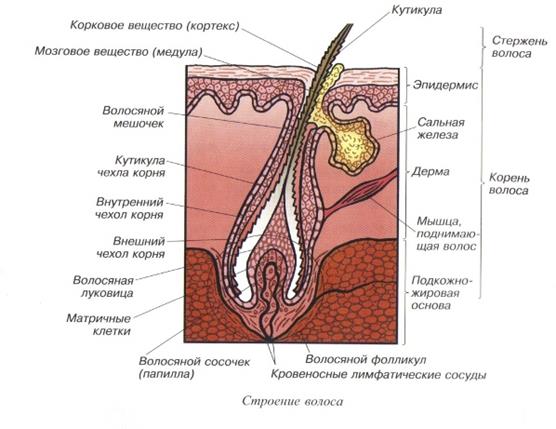 Подкожно-жировая клетчатка (гиподерма) - student2.ru