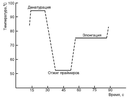 полимеразная цепная реакция - student2.ru