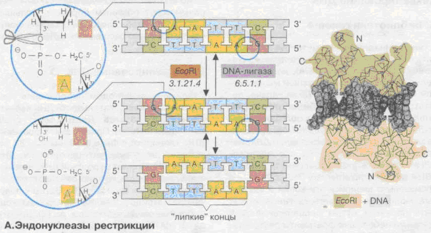 Полимеразная цепная реакция и амплификация фрагментов ДНК. - student2.ru