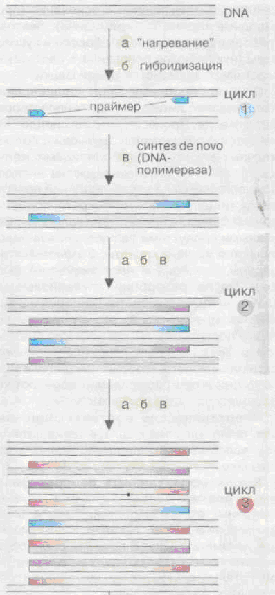Полимеразная цепная реакция и амплификация фрагментов ДНК. - student2.ru
