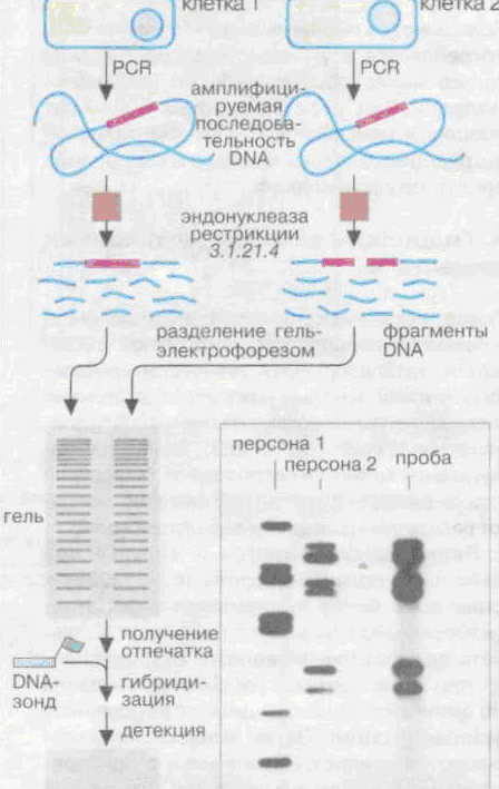 Полимеразная цепная реакция и амплификация фрагментов ДНК. - student2.ru