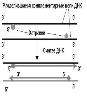 Полимеразная цепная реакция (ПЦР) - методика - student2.ru