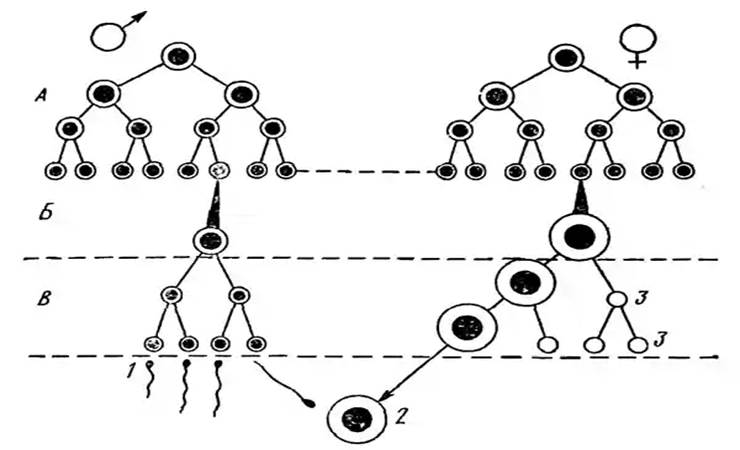 Половое размножение. Развитие половых клеток (гаметогенез). - student2.ru