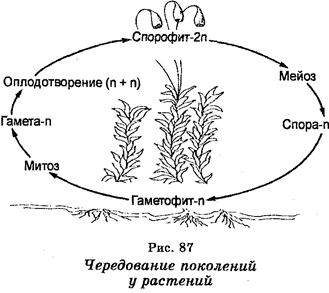 Половое размножение. Сперматогенез - student2.ru