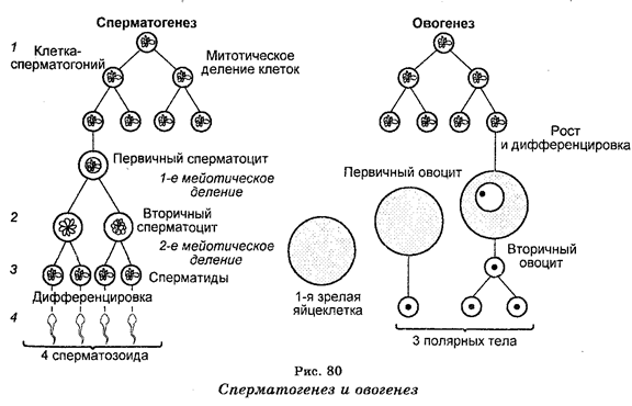 Половое размножение. Сперматогенез - student2.ru