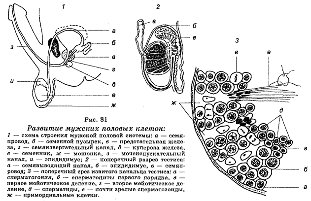 Половое размножение. Сперматогенез - student2.ru