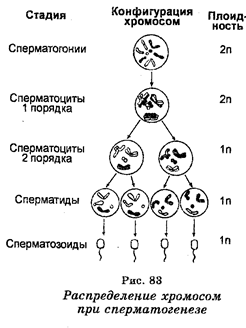 Половое размножение. Сперматогенез - student2.ru