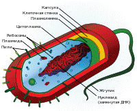 Основные положения современной клеточной теории - student2.ru