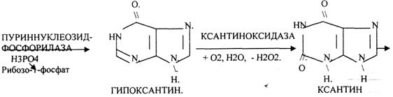 Помимо синтеза включаются механизмы реутилизации ПУРИНОВЫХ и ПИРИМИДИНОВЫХ оснований, образующихся при деградации нуклеиновых кислот - student2.ru