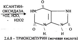 Помимо синтеза включаются механизмы реутилизации ПУРИНОВЫХ и ПИРИМИДИНОВЫХ оснований, образующихся при деградации нуклеиновых кислот - student2.ru