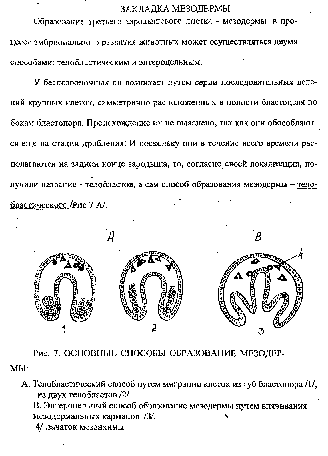 Понятие о гаструле. Типы гаструляции. Производные экто- и энтодермы. - student2.ru