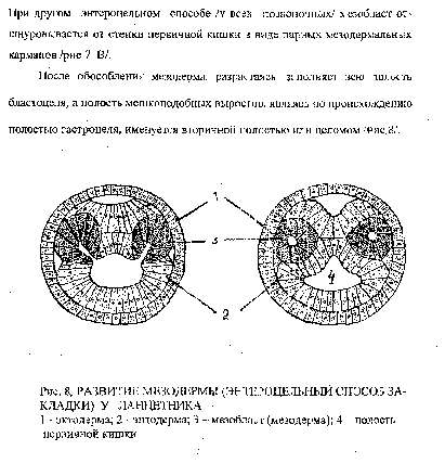 Понятие о гаструле. Типы гаструляции. Производные экто- и энтодермы. - student2.ru