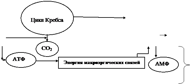 Понятие о конструктивном и энергетическом обмене - student2.ru