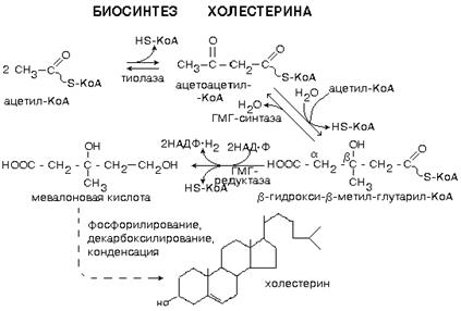 пополнение запасов холестерина в организме из пищи и за счет эндогенного синтеза - student2.ru
