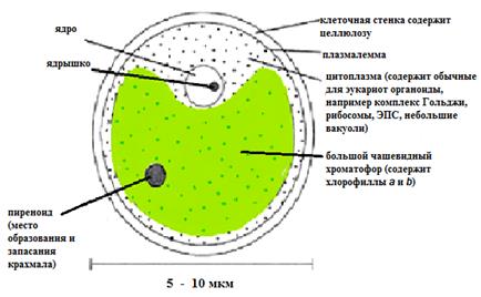 Порядок Clorococcales – Хлорококковые, или устаревшее название Protococcales – Протококковые. - student2.ru