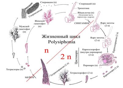 Порядок Laminariales – Ламинариевые - student2.ru