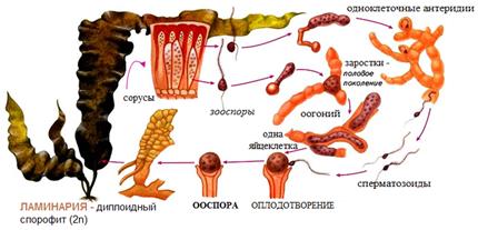 Порядок Laminariales – Ламинариевые - student2.ru