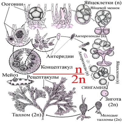 Порядок Laminariales – Ламинариевые - student2.ru