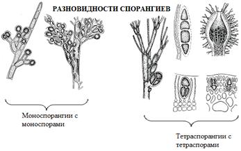 Порядок Laminariales – Ламинариевые - student2.ru