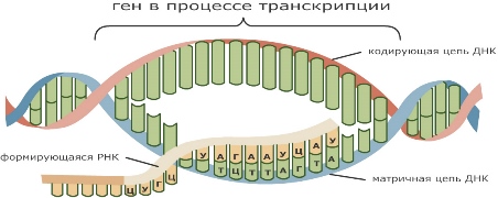 Последовательность событий при биосинтезе белка. - student2.ru