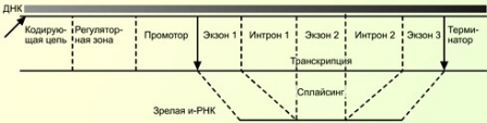 Последовательность событий при биосинтезе белка. - student2.ru
