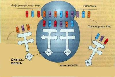 Последовательность событий при биосинтезе белка. - student2.ru
