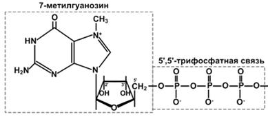 Пострепликативные модификации ДНК - student2.ru