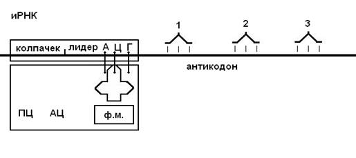 Посттранскрипционные процессы - student2.ru