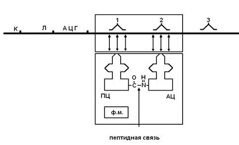 Посттранскрипционные процессы - student2.ru