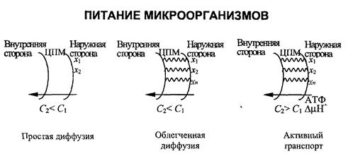 Поступление питательных веществ в клетку - student2.ru