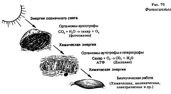 Поступление вещества в клетки - student2.ru