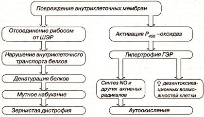 Повреждение эндоплазматической сети - student2.ru