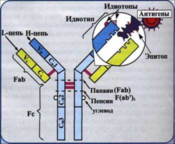 Повышение невосприимчивости населения - student2.ru